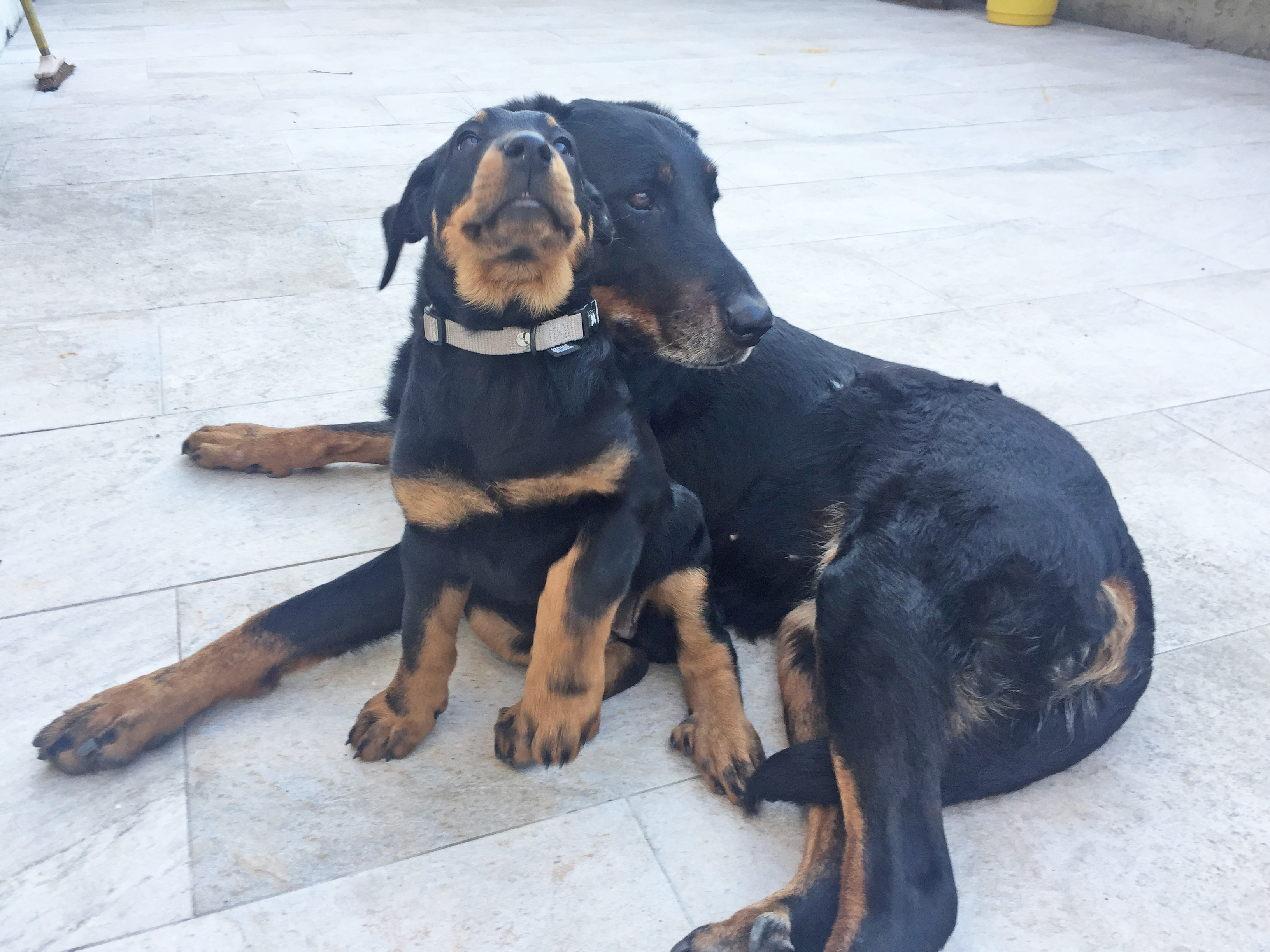  domainedelalicorne.fr photo chien beauceron photo chiot beauceron Elevage de beauceron chiot beauceron pure race élevage du clos de la licorne elevage des gardiens de la licorne elevage beauceron noir et feu authentique gros gabarits élevage de Beauceron familial sérieux et qualité domainedelalicorne.fr suivi des chiots conseil d’éducation chiot propre bas rouge santé caractère spécialiste du beauceron noir et feu ou arlequin chien rustique berger de France  nos chiots sont élevés avec amour et attention notre passion au service de la qualité Beauceron de qualité et sportif domaine de la licorne 04380 BARRAS élevage en liberté éleveur berger de beauce élevage de beauceron de travail 06 11 20 51 93 site domainedelalicorne.fr mail domainedelalicorne@gmail.com